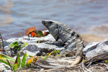 Reptile Iguana sitting on rocks near Mayan ruins in Mexico clipart