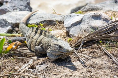 Sürüngen İguana Meksika 'daki Maya harabelerinin yakınındaki kayalarda oturuyor.