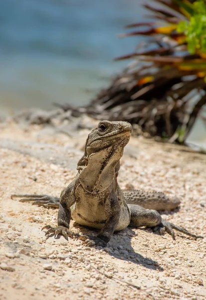 Reptile Iguana Assis Sur Des Rochers Près Des Ruines Mayas — Photo