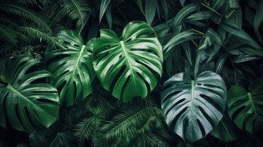 Tropical plant leaves background image, direct view clipart