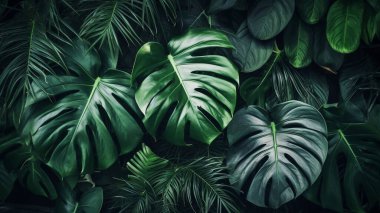 Tropikal bitki arkaplan resmini, doğrudan görünümünü bırakır