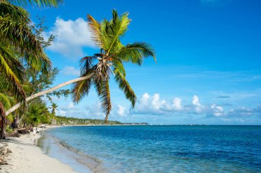 Dominik Cumhuriyeti Punta Cana, turkuaz suyu ve palmiye ağaçları olan güzel Karayip deniz kıyısı.