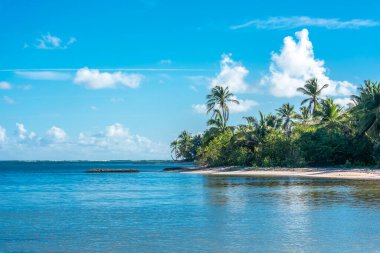 Dominik Cumhuriyeti Punta Cana, turkuaz suyu ve palmiye ağaçları olan güzel Karayip deniz kıyısı.
