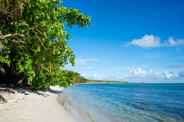 Dominik Cumhuriyeti Punta Cana, turkuaz suyu ve palmiye ağaçları olan güzel Karayip deniz kıyısı.