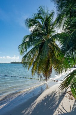 Dominik Cumhuriyeti Punta Cana, turkuaz suyu ve palmiye ağaçları olan güzel Karayip deniz kıyısı.