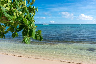 Dominik Cumhuriyeti Punta Cana, turkuaz suyu ve palmiye ağaçları olan güzel Karayip deniz kıyısı.