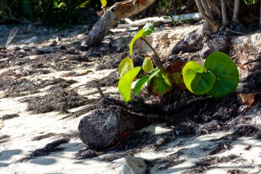 Dominik Cumhuriyeti Punta Cana, turkuaz suyu ve palmiye ağaçları olan güzel Karayip deniz kıyısı.