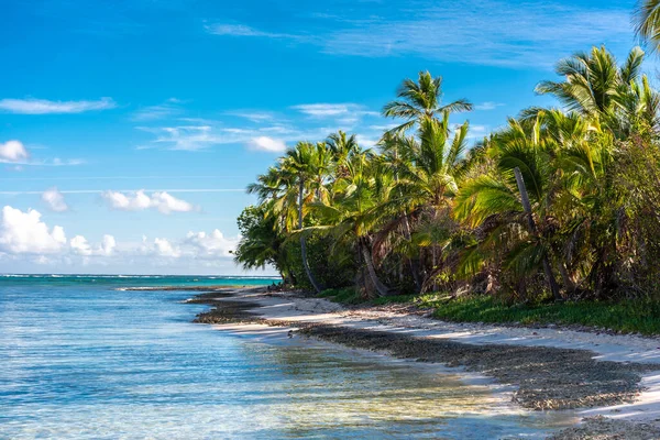 Dominik Cumhuriyeti Punta Cana, turkuaz suyu ve palmiye ağaçları olan güzel Karayip deniz kıyısı.