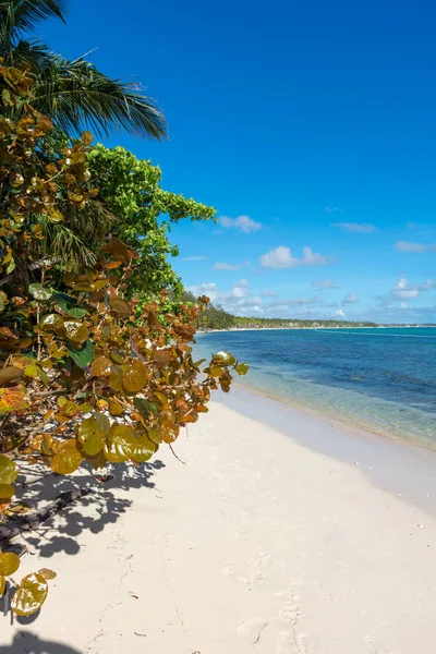 Dominikana Punta Cana Piękne Wybrzeże Morza Karaibskiego Turkusową Wodą Palmami — Zdjęcie stockowe