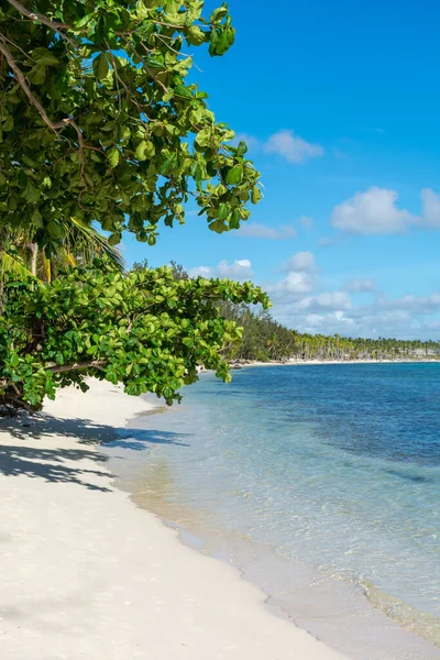 多米尼加共和国Punta Cana 美丽的加勒比海岸 绿松石水和棕榈树 — 图库照片