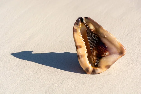 カリブ海沿岸の砂の上に美しい貝殻 — ストック写真