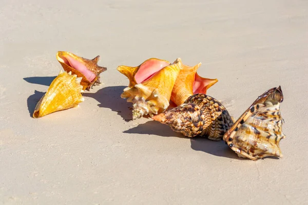 カリブ海沿岸の砂の上に美しい貝殻 — ストック写真