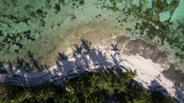 Dominik Cumhuriyeti Punta Cana, güzel Karayip deniz kıyıları turkuvaz suyu ve palmiye ağaçları, üst manzara