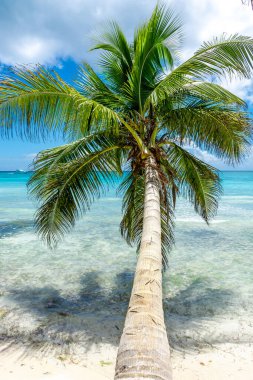 Dominik Cumhuriyeti, turkuaz suyu ve palmiye ağaçları olan güzel Karayip kıyıları.