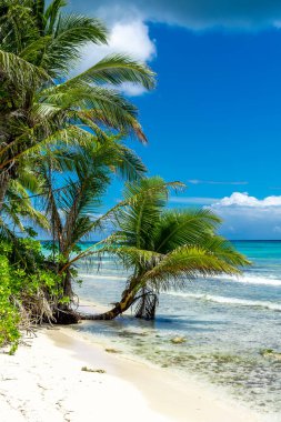 Dominik Cumhuriyeti, turkuaz suyu ve palmiye ağaçları olan güzel Karayip kıyıları.