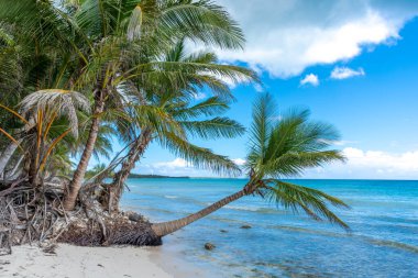 Dominik Cumhuriyeti, turkuaz suyu ve palmiye ağaçları olan güzel Karayip kıyıları.