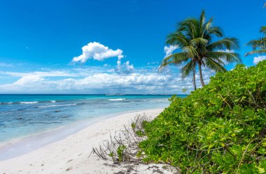 Dominik Cumhuriyeti, turkuaz suyu ve palmiye ağaçları olan güzel Karayip kıyıları.