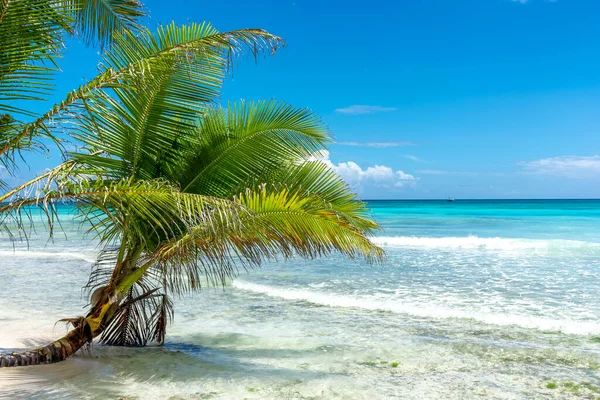 Dominican Republic Beautiful Caribbean Coast Turquoise Water Palm Trees — Stock Photo, Image