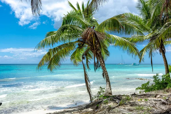 Dominican Republic Beautiful Caribbean Coast Turquoise Water Palm Trees — Stock Photo, Image