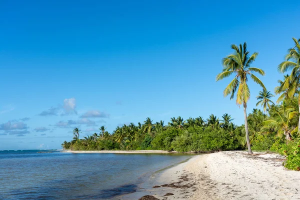 Dominikanska Republiken Vacker Karibisk Kust Med Turkost Vatten Och Palmer — Stockfoto