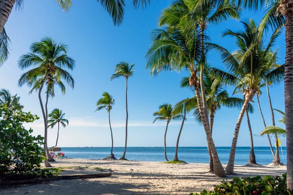 도미니카 공화국푼 타가나 청록색 야자나무가 아름다운 카리브해의해 — 스톡 사진