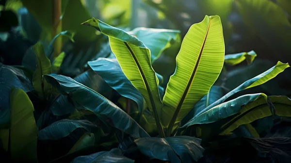 熱帯雨林の緑豊かな植生背景画像 ストック写真
