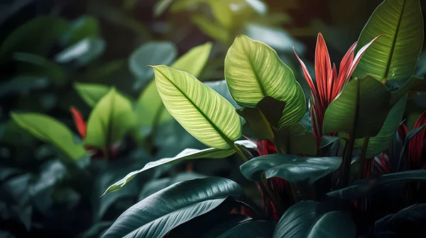 Tropikal Ormandaki Yemyeşil Bitki Örtüsü Arka Plan Görüntüsü Stok Resim
