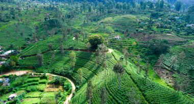 Sri Lanka adasındaki Highland çay tarlaları. Üst görünüm, hava fotoğrafçılığı.