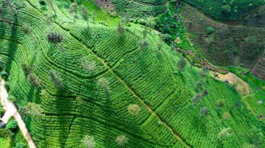 Sri Lanka adasındaki Highland çay tarlaları. Üst görünüm, hava fotoğrafçılığı.