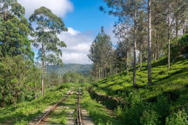 Sri Lanka adasındaki Highland çay tarlaları.