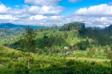 Sri Lanka adasındaki Highland çay tarlaları.