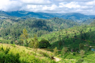 Sri Lanka adasındaki Highland çay tarlaları.