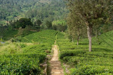 Sri Lanka adasındaki Highland çay tarlaları.