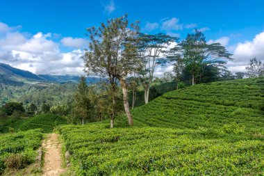 Sri Lanka adasındaki Highland çay tarlaları.