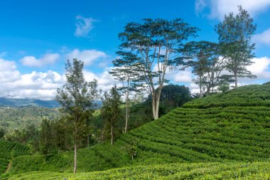 Sri Lanka adasındaki Highland çay tarlaları.