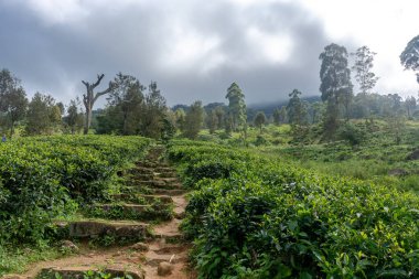 Sri Lanka adasındaki Highland çay tarlaları.