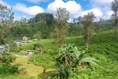 Sri Lanka adasındaki Highland çay tarlaları.