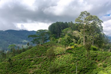Sri Lanka adasındaki Highland çay tarlaları.