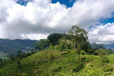 Sri Lanka adasındaki Highland çay tarlaları.