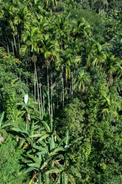 Sri Lanka 'daki Ella şehrinin yakınlarındaki yağmur ormanları. Üst görünüm, hava fotoğrafçılığı.