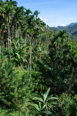 Sri Lanka 'daki Ella şehrinin yakınlarındaki yağmur ormanları. Üst görünüm, hava fotoğrafçılığı.