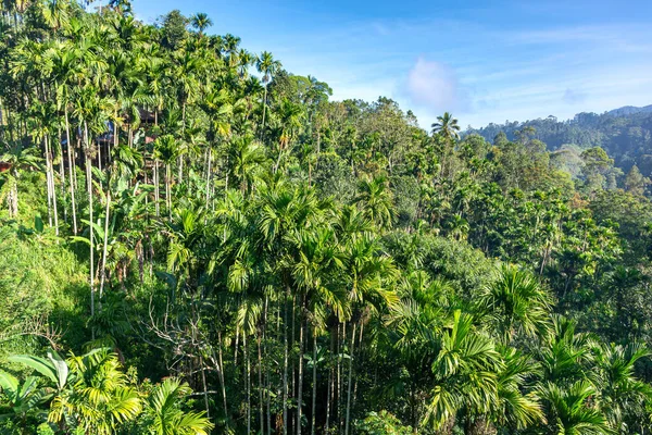 Sri Lanka 'daki Ella şehrinin yakınlarındaki yağmur ormanları. Üst görünüm, hava fotoğrafçılığı.