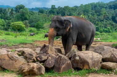 Pinnawala 'daki Sri Lanka adasında fil yuvası..