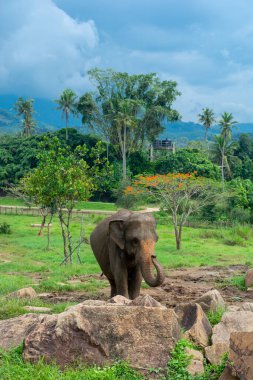 Pinnawala 'daki Sri Lanka adasında fil yuvası..