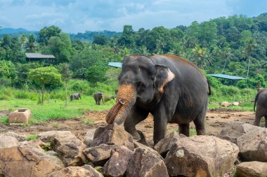 Pinnawala 'daki Sri Lanka adasında fil yuvası..