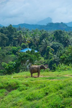 Pinnawala 'daki Sri Lanka adasında fil yuvası..