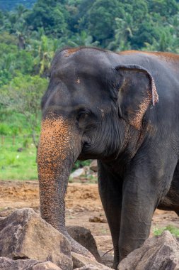 Pinnawala 'daki Sri Lanka adasında fil yuvası..