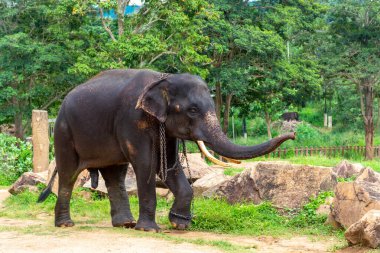 Pinnawala 'daki Sri Lanka adasında fil yuvası..