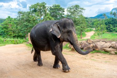 Pinnawala 'daki Sri Lanka adasında fil yuvası..