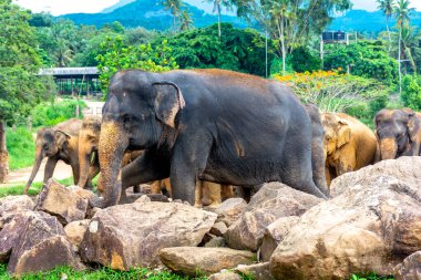 Pinnawala 'daki Sri Lanka adasında fil yuvası..